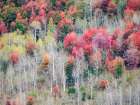 USA-Utah-Logan Canyon Colorful aspens in autumn Art Print